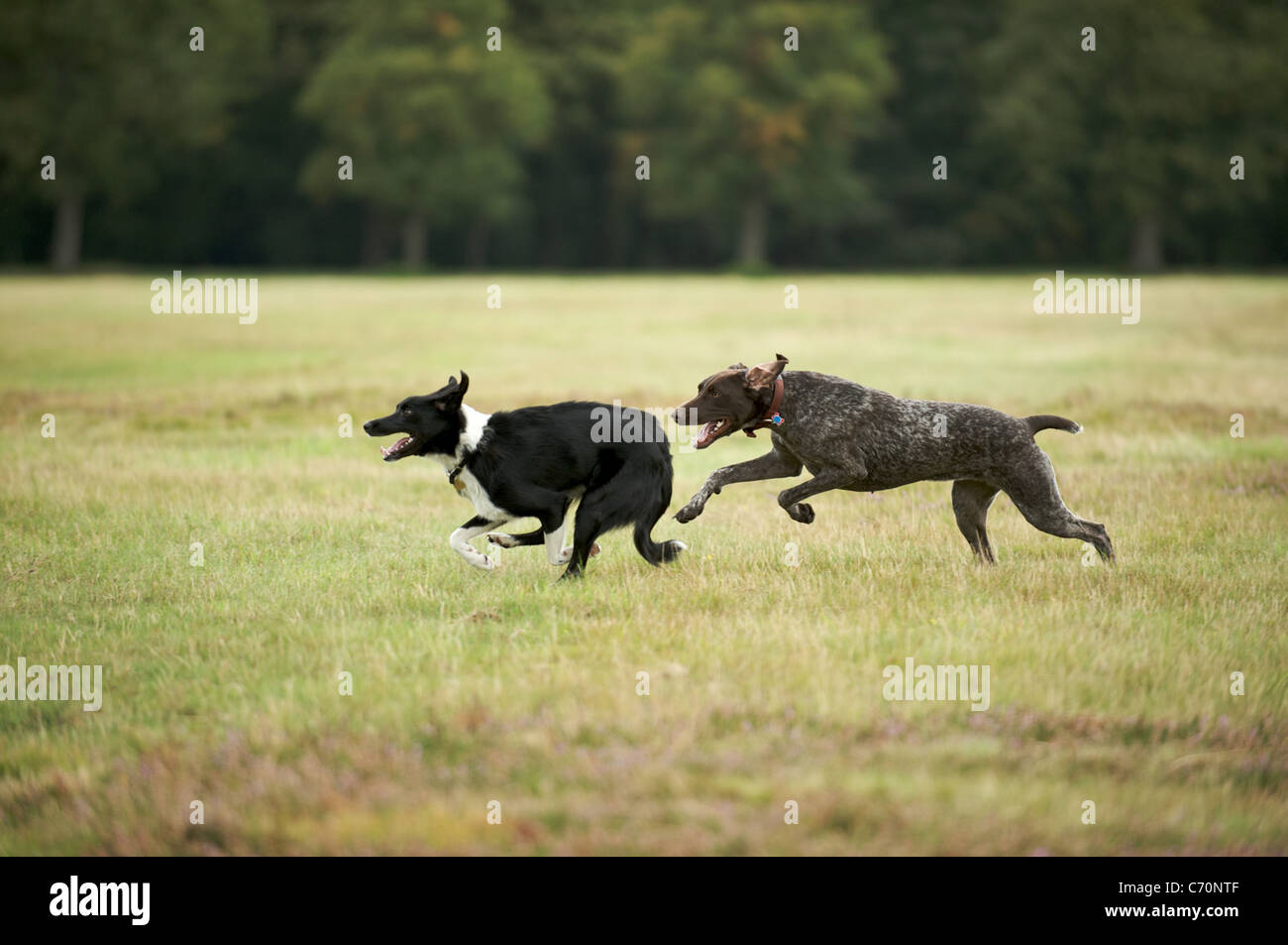 Running German Shorthaired Pointer Stock Photos Running German