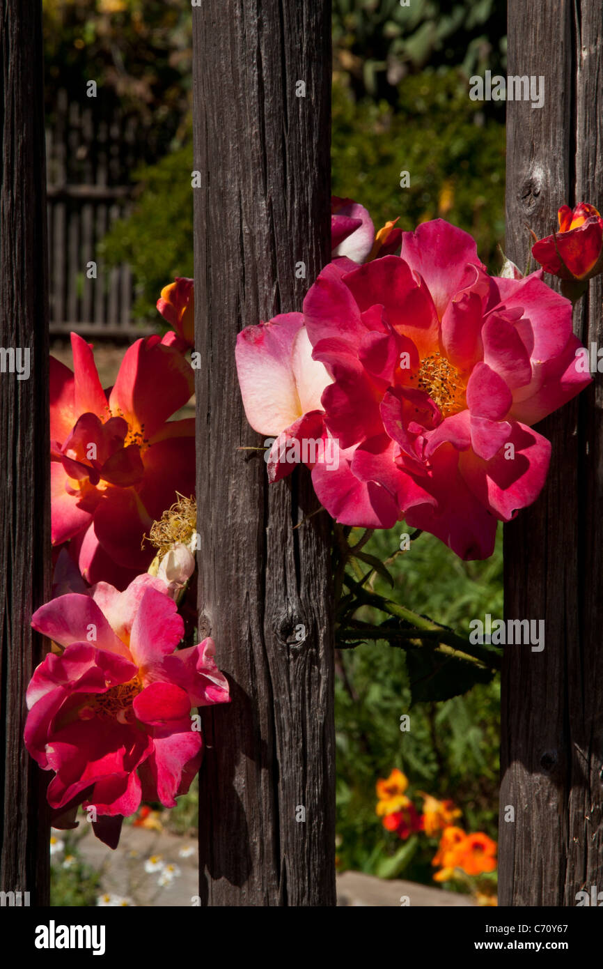 Climbing roses fence hires stock photography and images Alamy