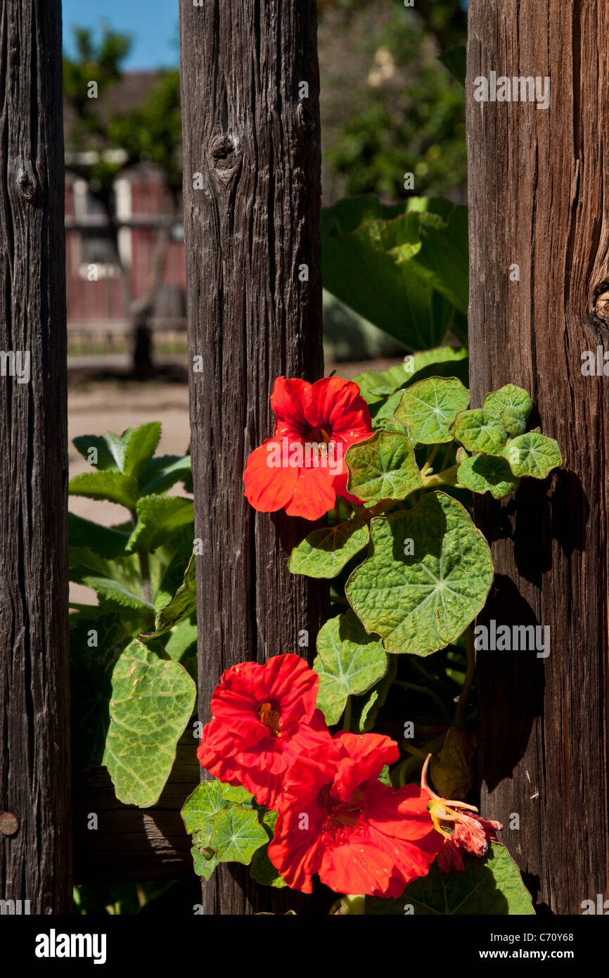 Wood fence flowers hi-res stock photography and images - Alamy