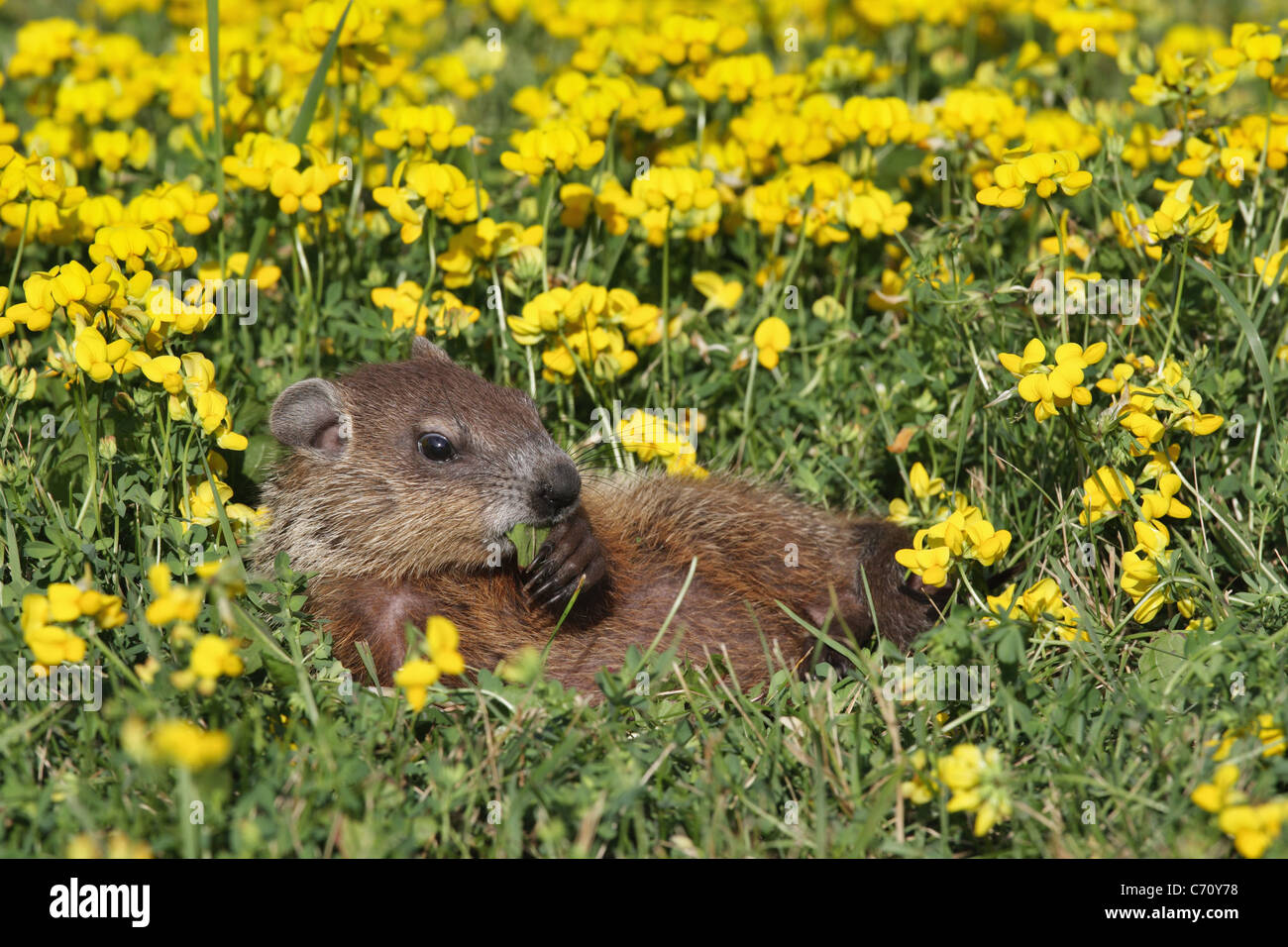 Baby Woodchuck High Resolution Stock Photography and Images Alamy