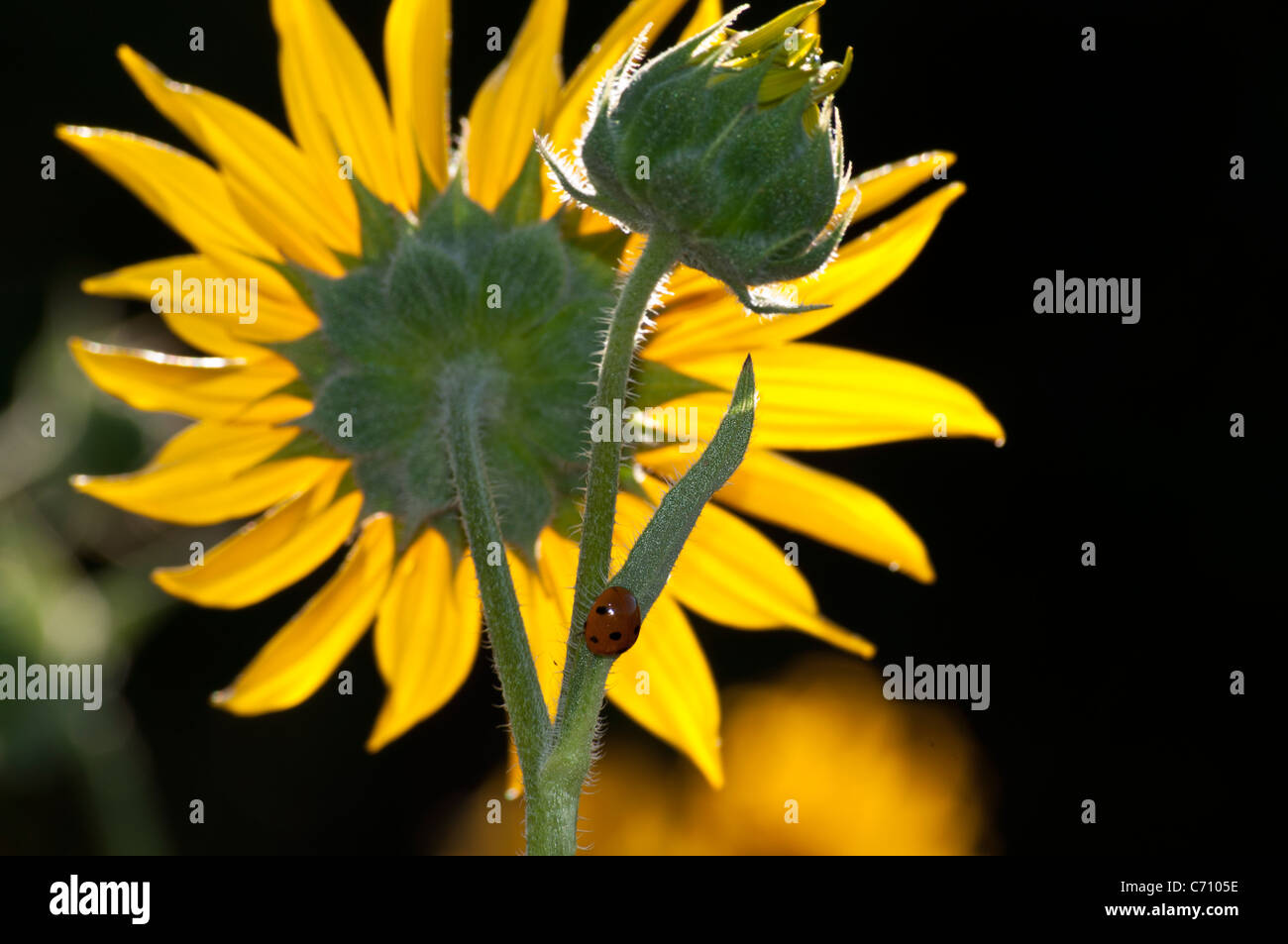 Ladybug and sunflower Stock Photo Alamy