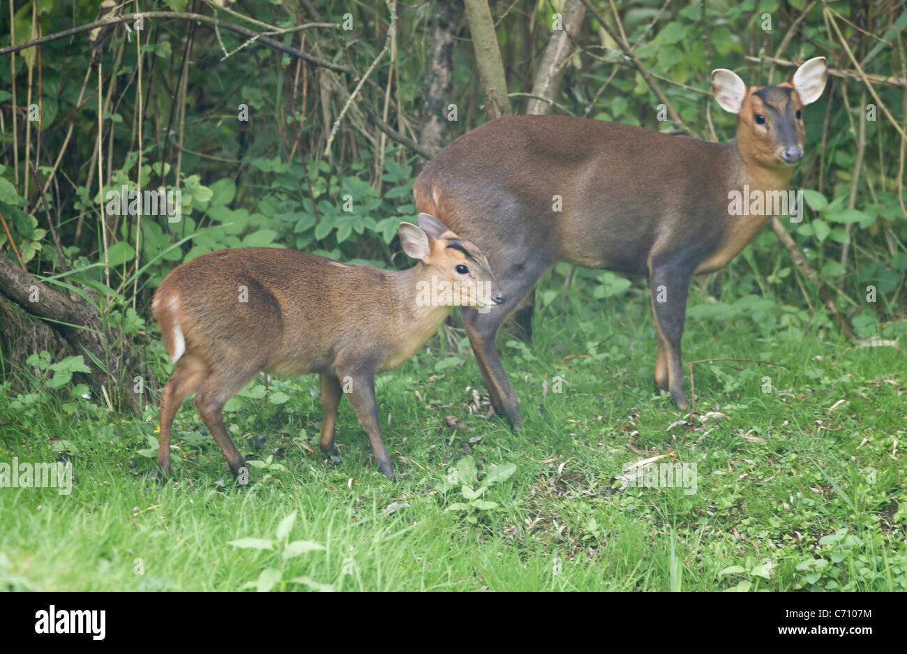 Mother and baby deer muntjac also called barking deer together Stock Photo