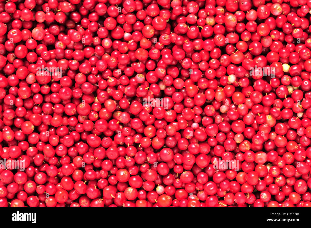 Abstract background from fresh cowberry.  Cowberry or lingonberry (Vaccinium vitis-idaea ).Brightly red berries a cowberry Stock Photo