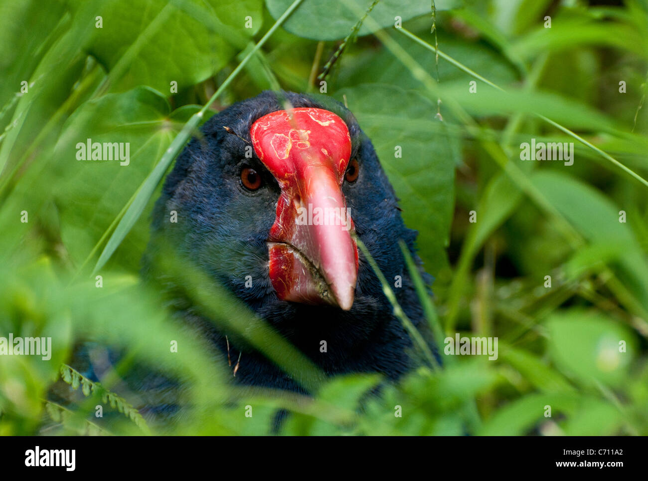 A takahe (Porphyrio hochstetteri), a flightless bird endemic to New Zealand Stock Photo