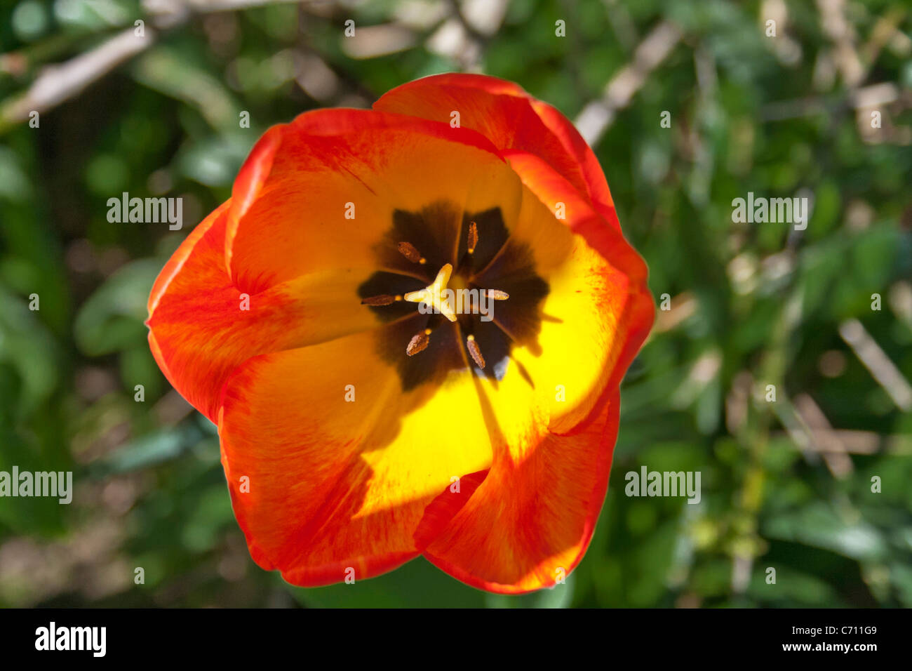 Orange Emperor Tulip. Tulipa Fosteriana Stock Photo
