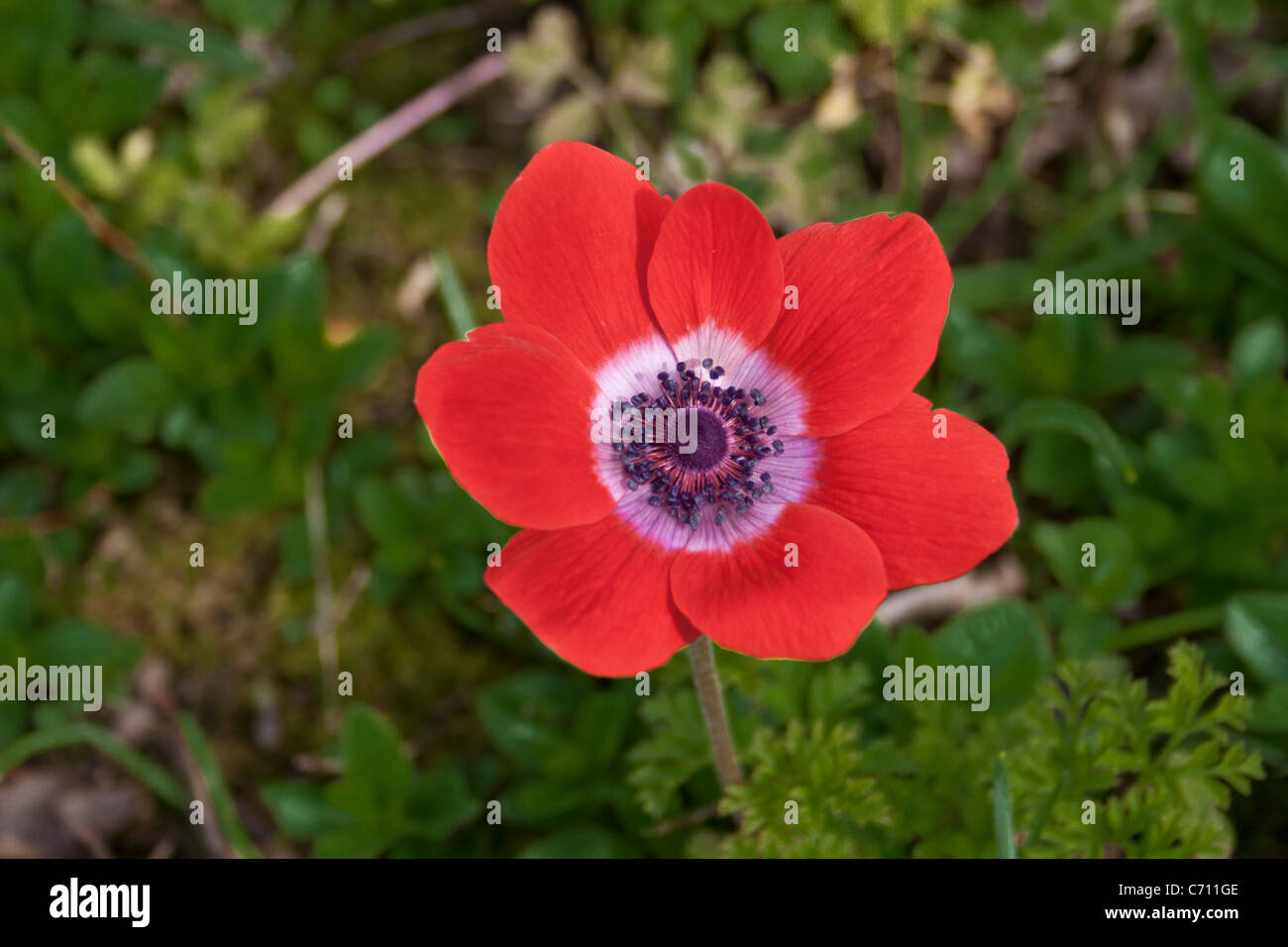 Red Anemone. anemone de caen 'Hollandia' Stock Photo