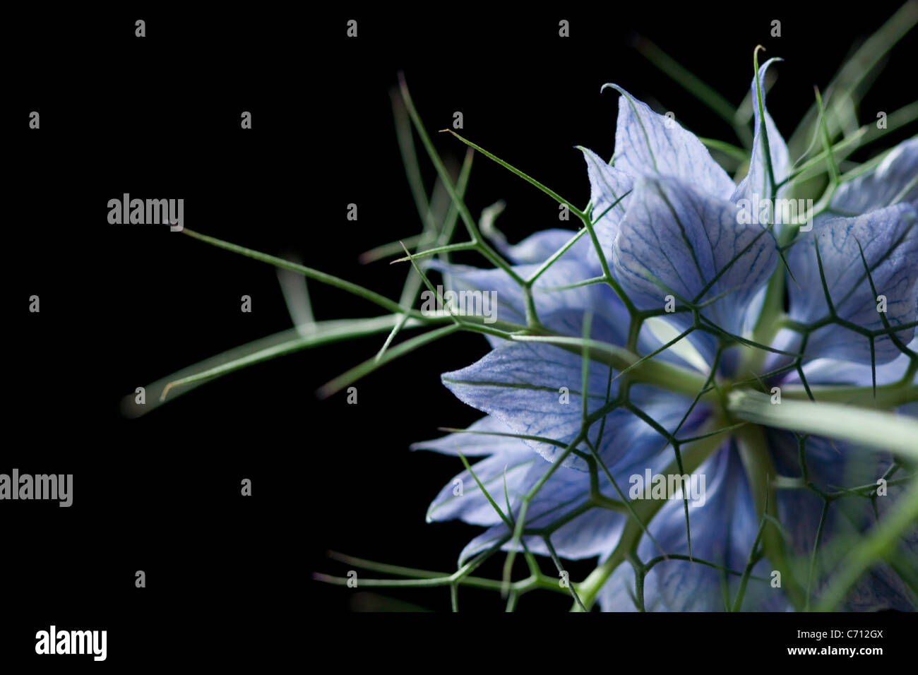 Nigella damascena, Love-in-a-mist, Blue flower against a black background. Stock Photo