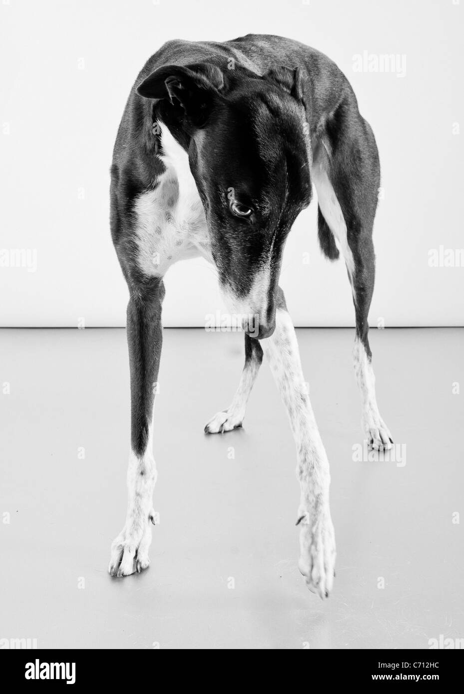 Nice greyhound Black and White Stock Photos & Images Alamy
