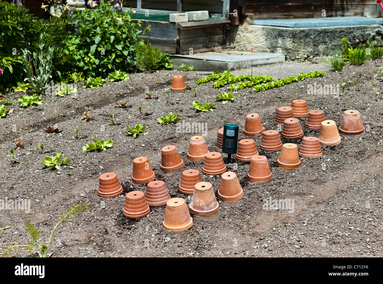 Rows of terracotta flower pots protecting and forcing young vegetable plants in a Swiss garden in June Stock Photo