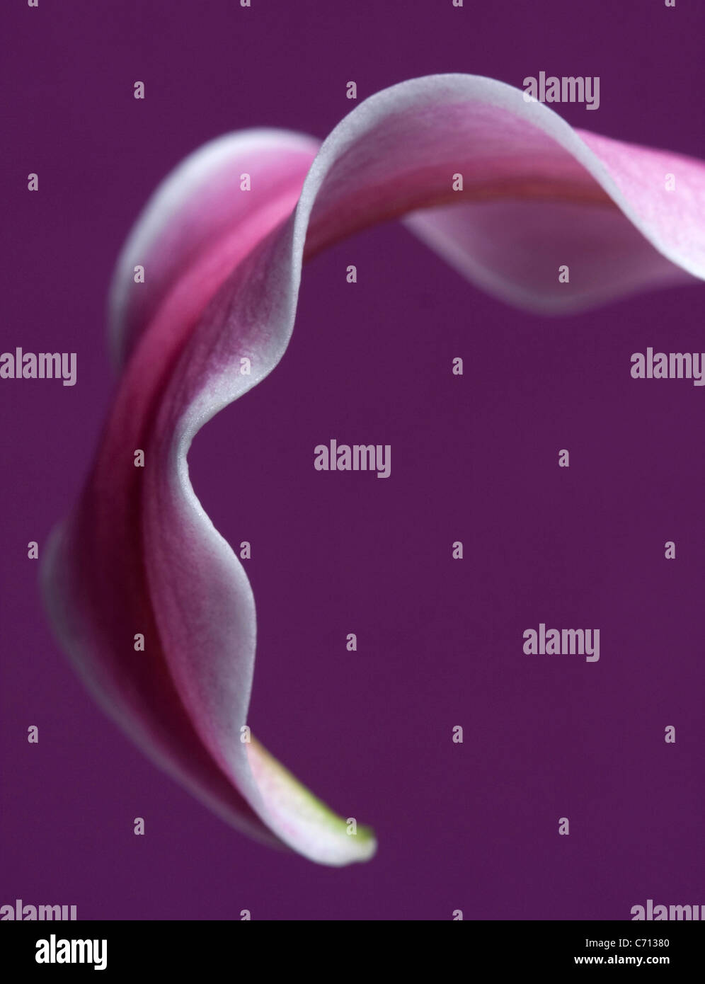 Lilium, Lily, Pink flower petal subject, Purple background Stock Photo