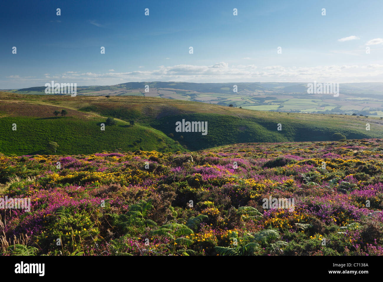 View over Weacombe Combe from Beacon Hill. Quantock Hills. Somerset. England. UK. Stock Photo