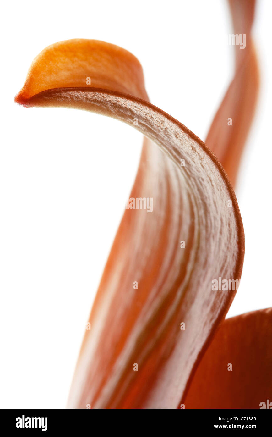 Lilium, Lily, Orange yellow flower petals subject, White background Stock Photo