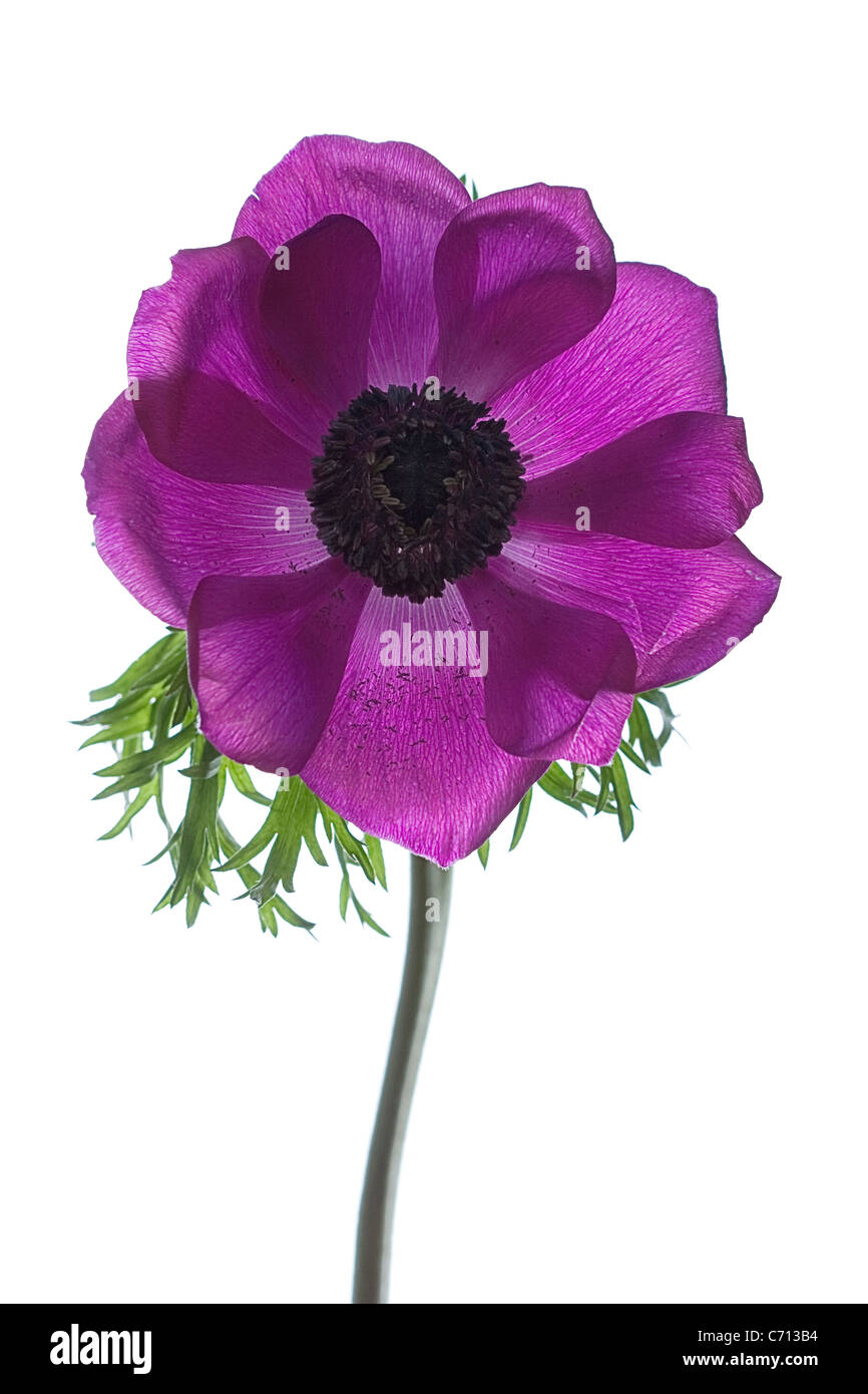 Anemone coronaria, Single Purple flower subject, White background Stock Photo