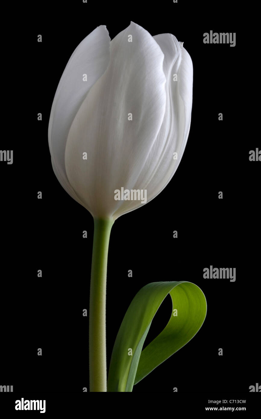 Tulipa, Tulip, Single white flower subject, Black background Stock Photo