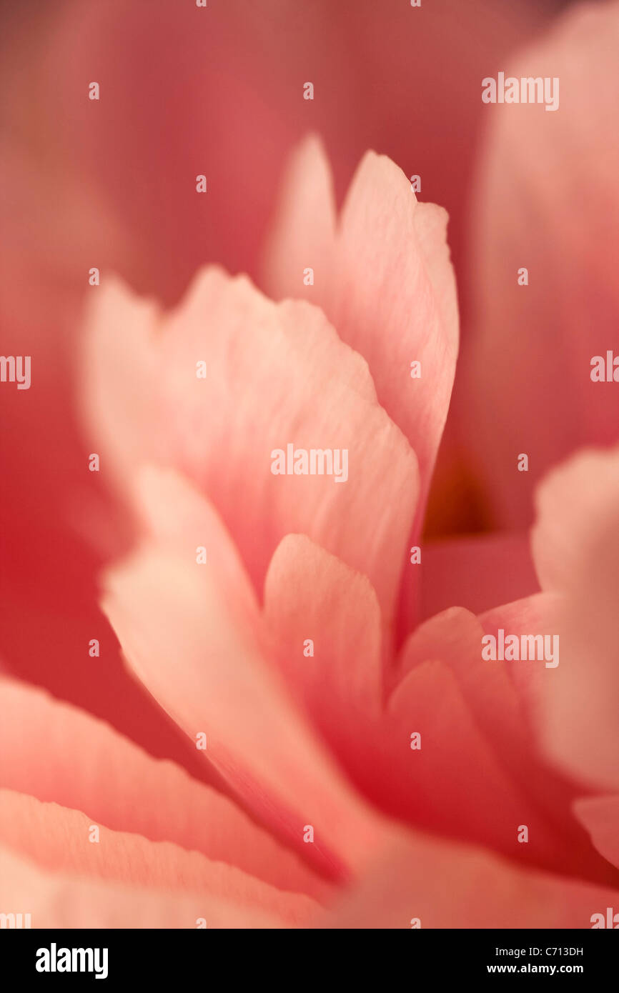 Ranunculus, Pink flower petals subject, Pink background Stock Photo