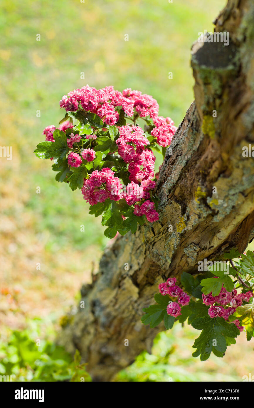 Pink blossom on an ornamental hawthorn tree Crataegus Paul's Scarket growing close to lower trunk Stock Photo