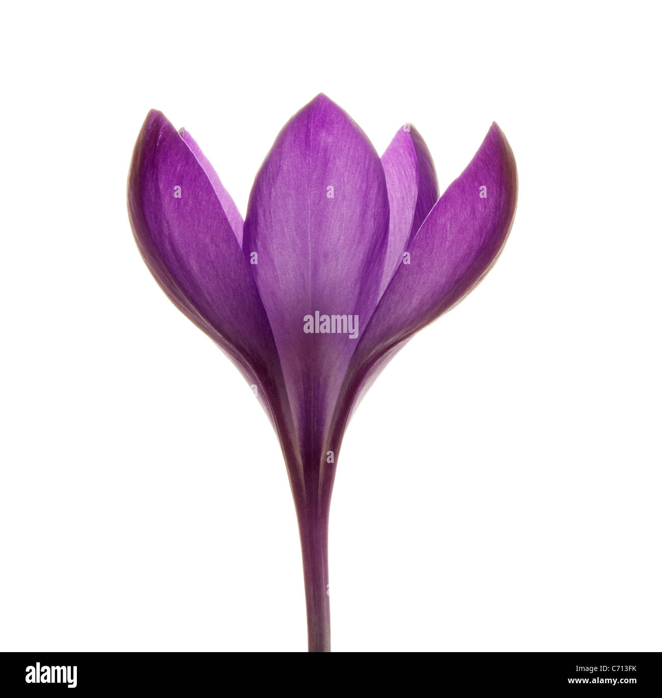 Crocus vernus, Crocus, Purple flower subject, White background Stock Photo