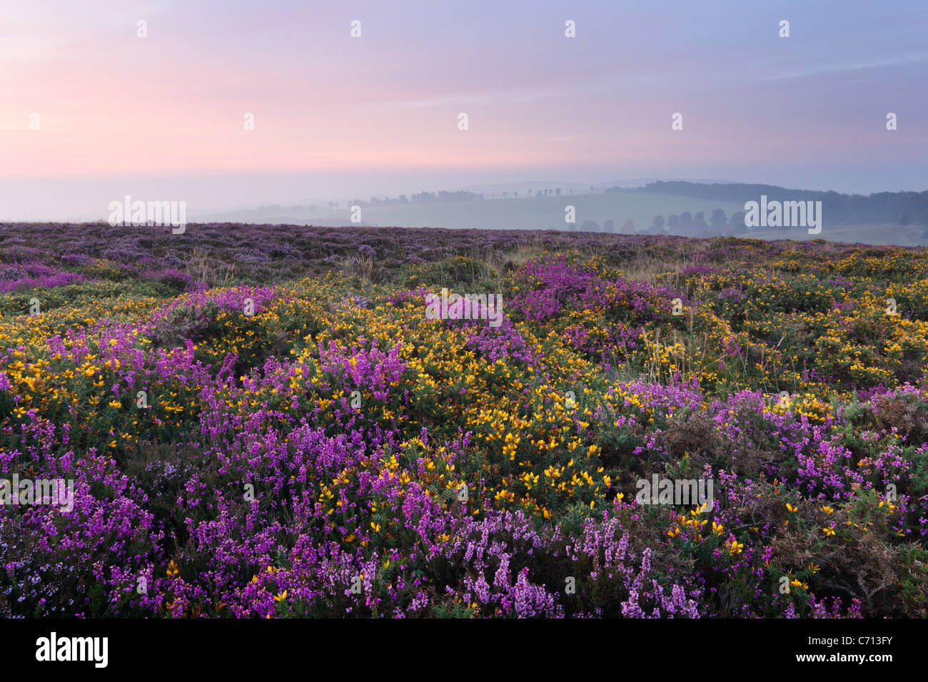 Heather and Gorse on the Quantock Hills in September. Somerset. England. UK. Stock Photo