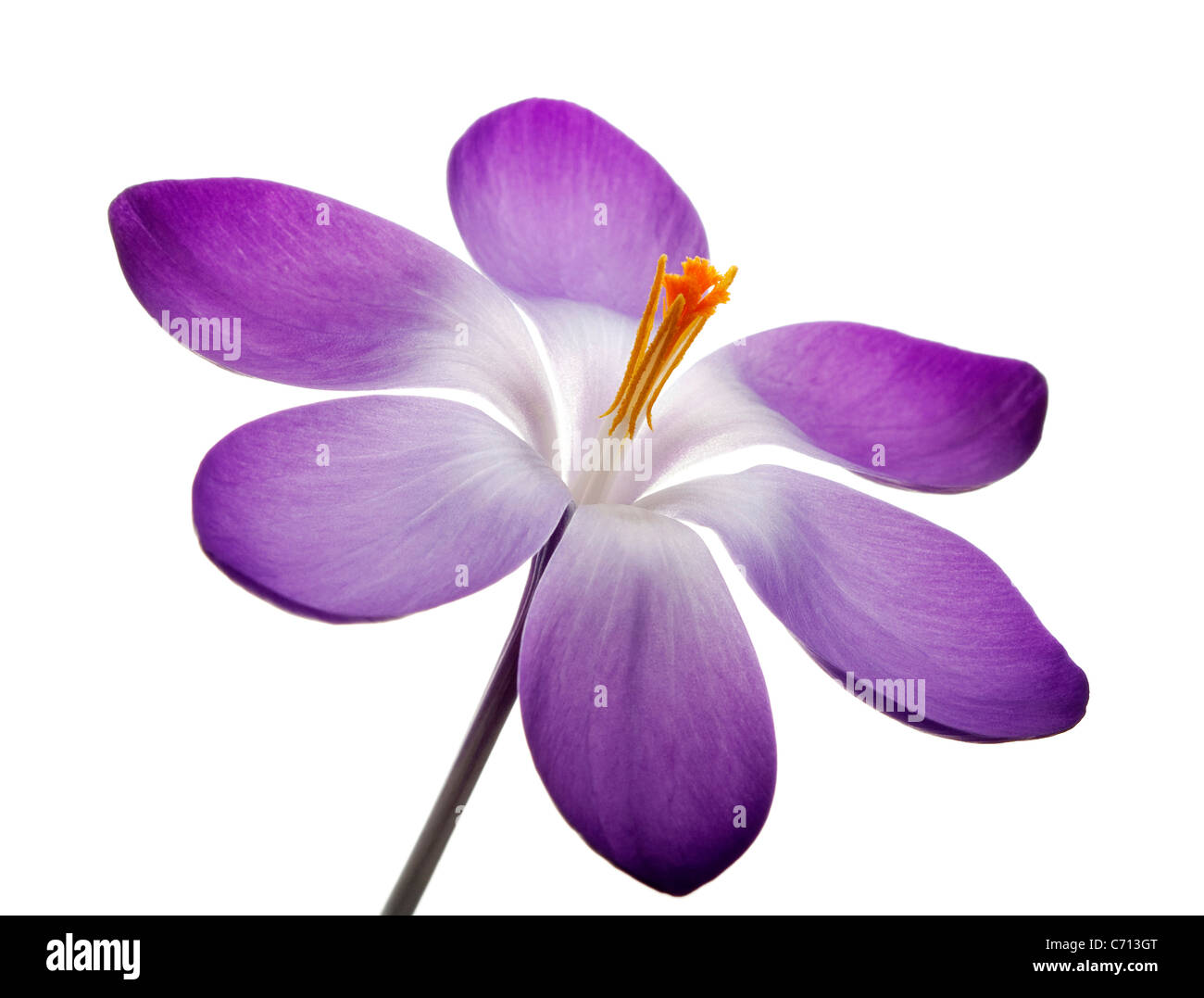 Crocus vernus, Crocus, Purple flower and yellow stamens subject, White background Stock Photo