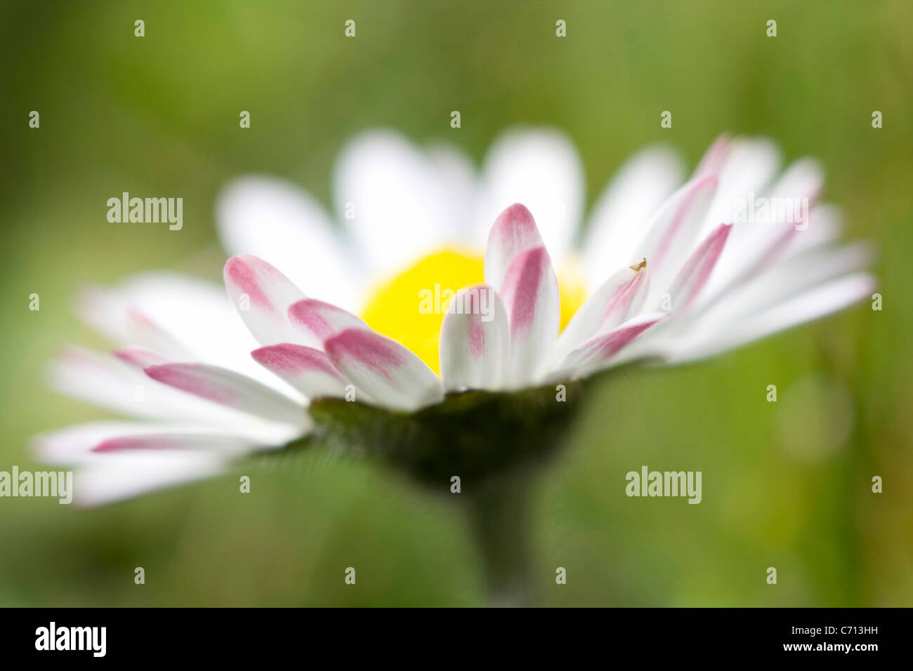 Bellis perennis, Lawn daisy, White flower subject, Green background Stock Photo