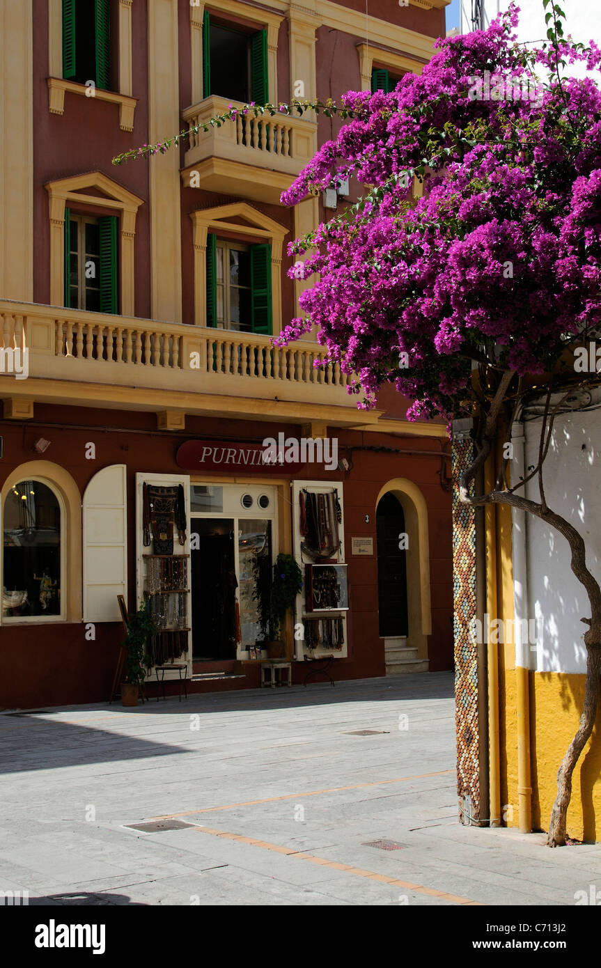 Town centre of Eivissa Ibiza island Spain with flowering Bougainvillea tree Stock Photo