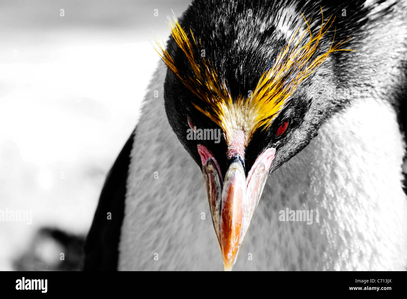 In this photo there is a Rockhopper Penguin where Selective color is used to only give color to the face. Stock Photo