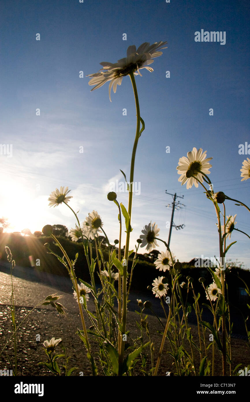 Leucanthemum vulgare, Ox-eye daisy, White flower subject, Stock Photo