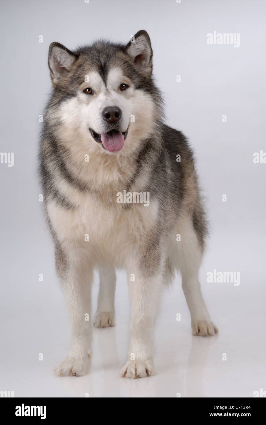 Alaskan malamute hi-res stock photography and images - Alamy