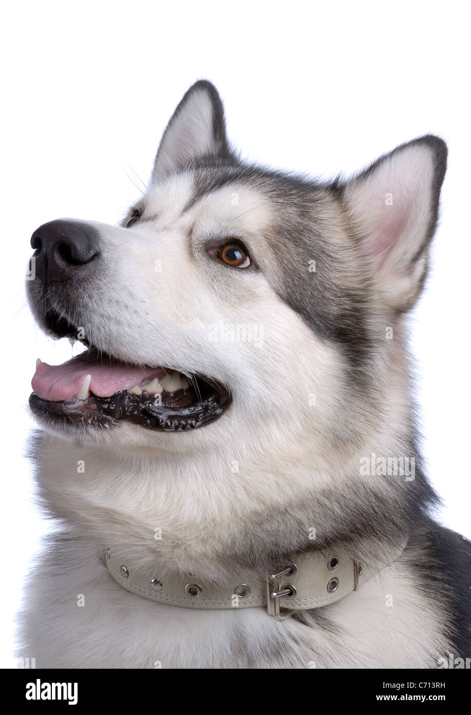 Portrait of Alaskan Malamute on gray Stock Photo