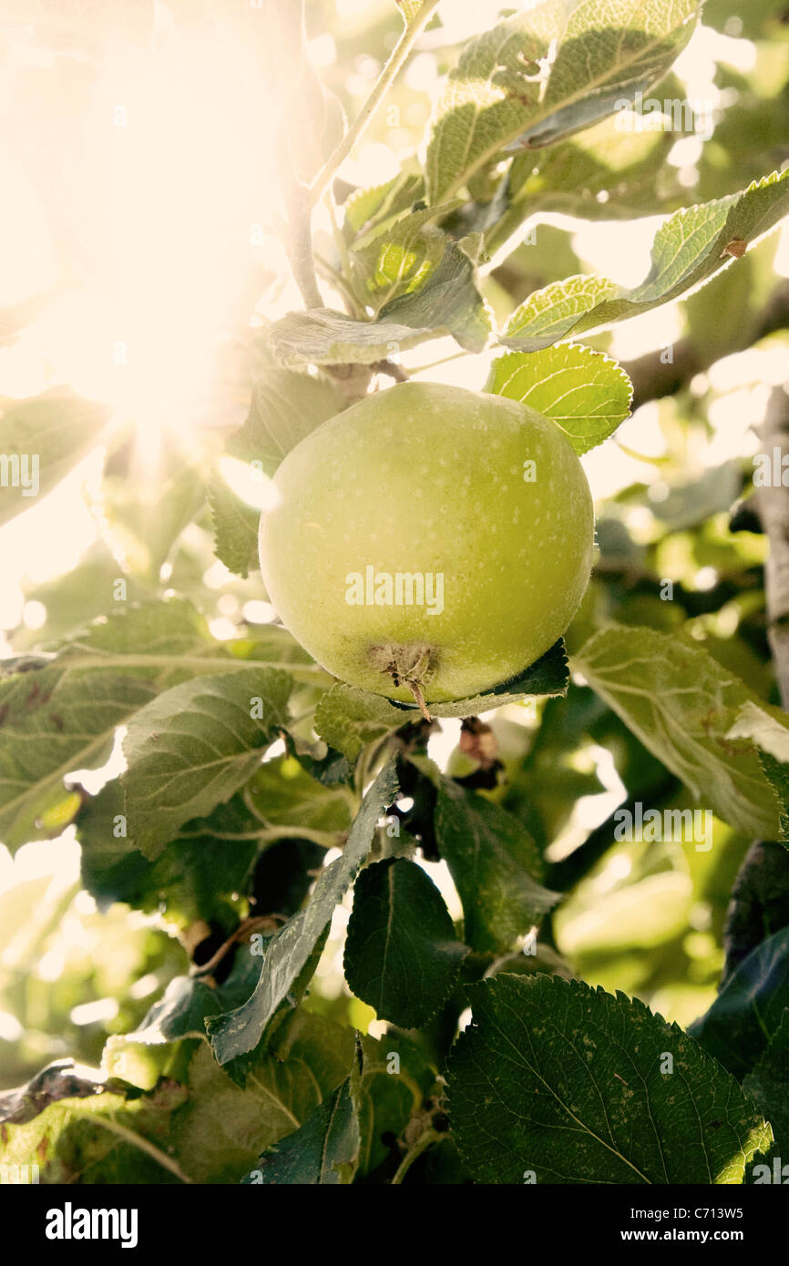 Malus domestica 'Granny Smith', Apple on tree, Green subject, Stock Photo