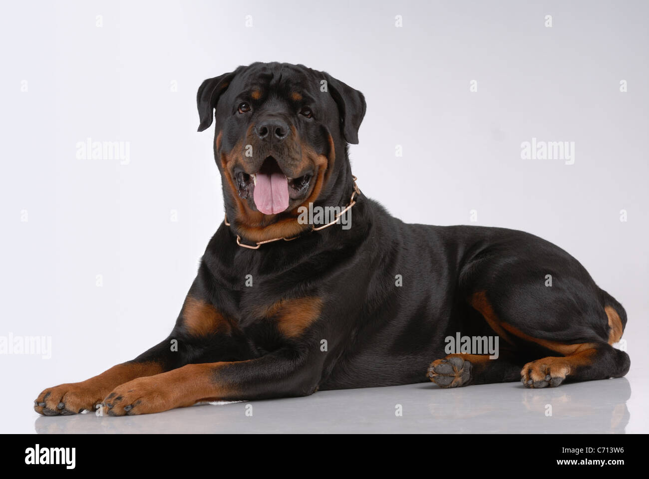 Rottweiler dog on gray Stock Photo