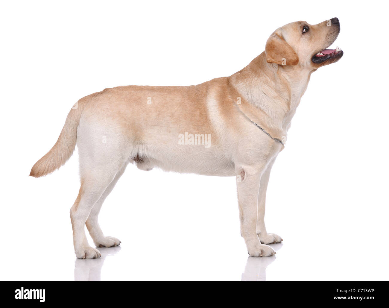 Portrait of labrador-retriever isolated on white Stock Photo