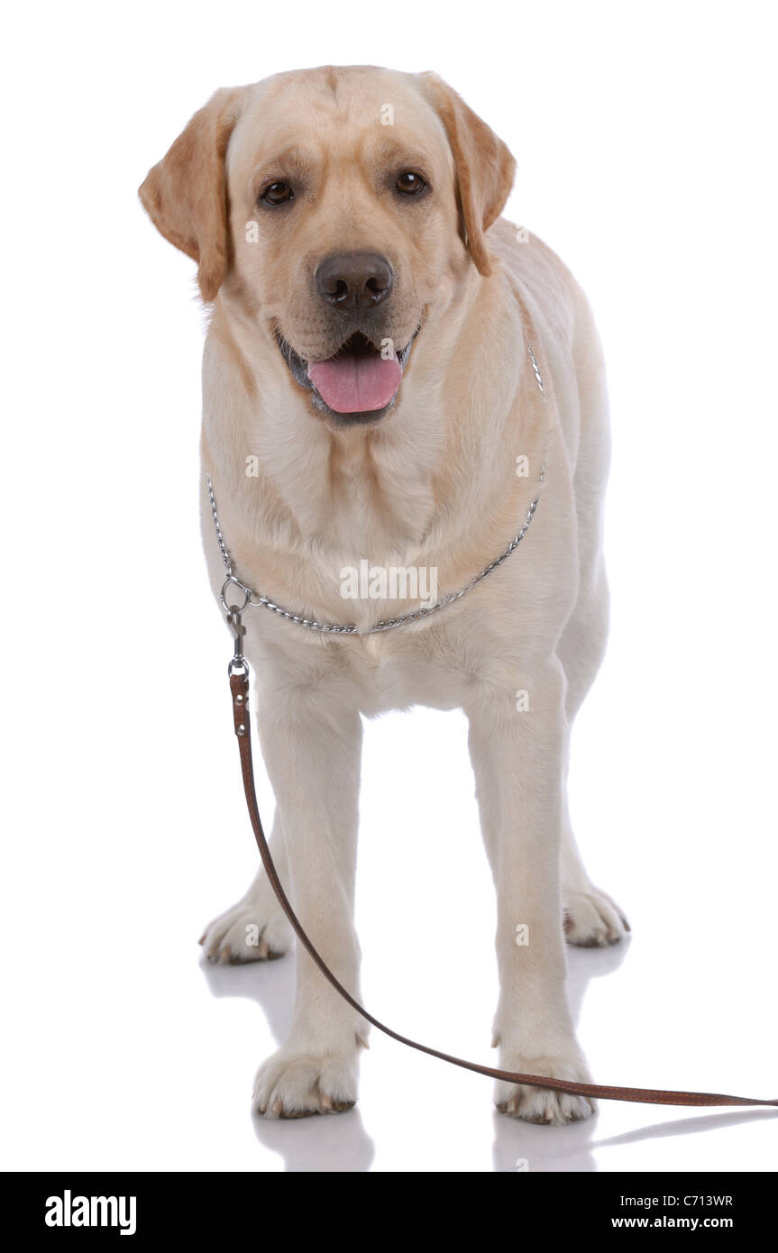 Portrait of labrador-retriever isolated on white Stock Photo