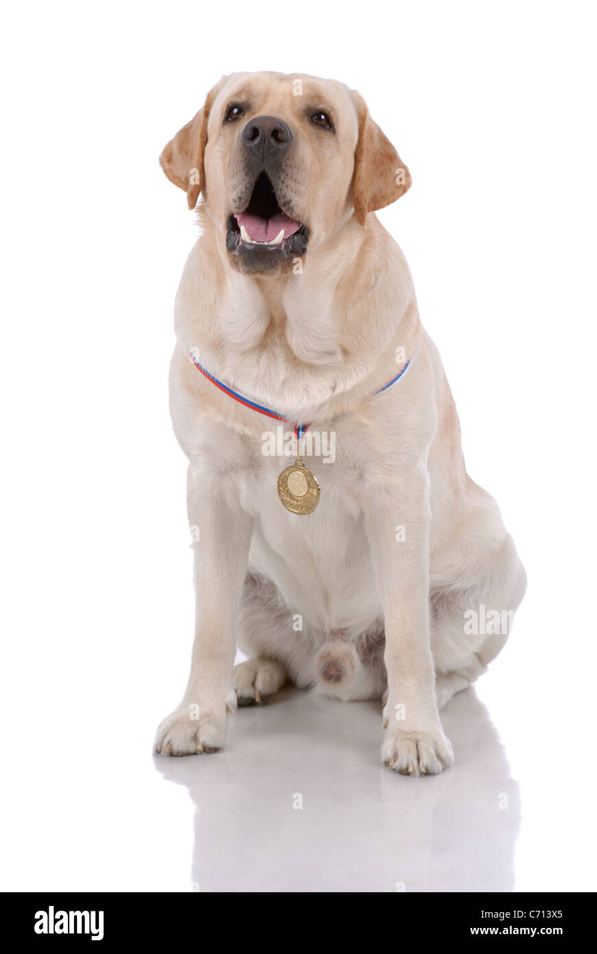 Portrait of labrador-retriever isolated on white Stock Photo