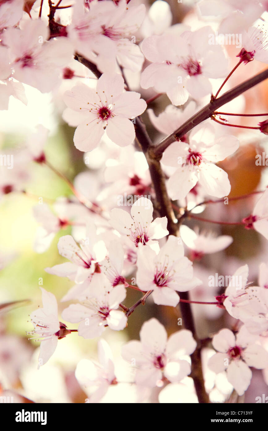 Prunus cerasifera, Cherry plum, Pink flower blossom subject, Stock Photo