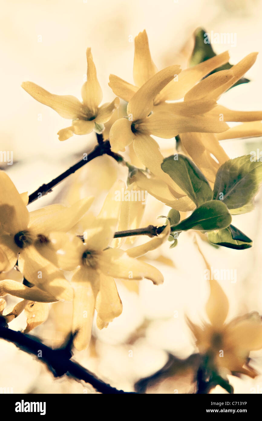Forsythia, Yellow flower subject, Stock Photo