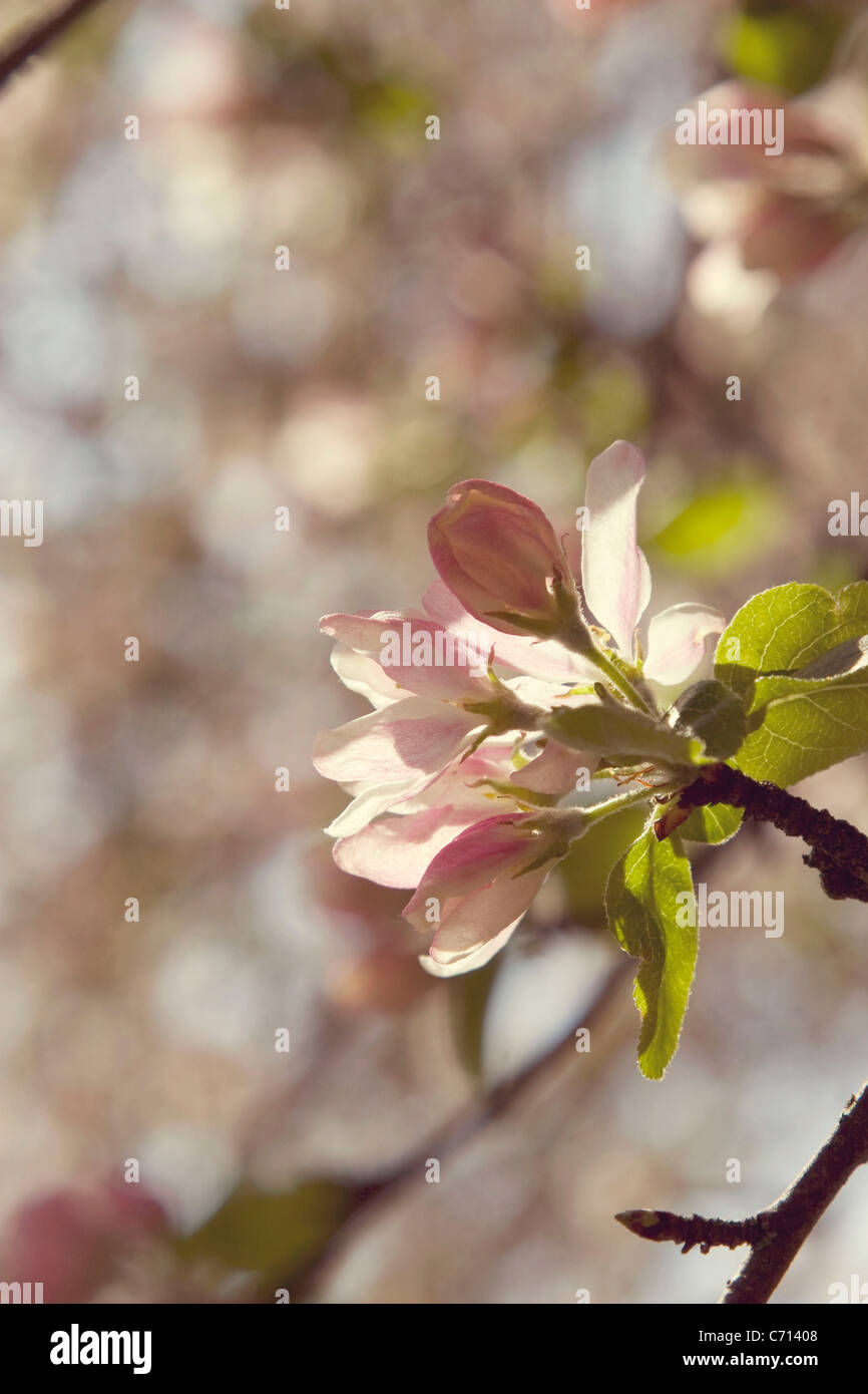 Malus domestica, Apple, Pink flower blossom subject, Stock Photo