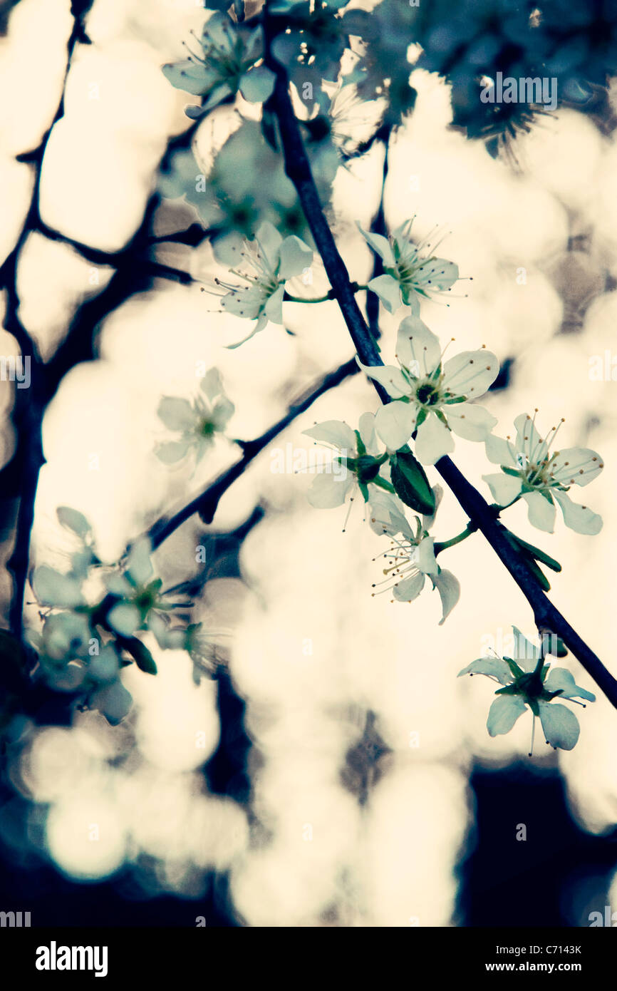 Prunus spinosa, Blackthorn, Sloe, White flower blossom subject, Stock Photo