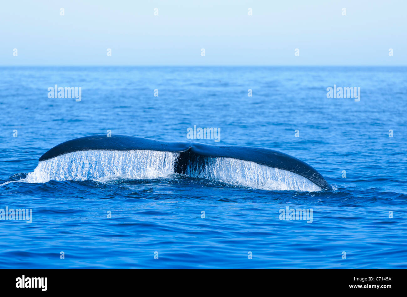North Atlantic Right Whale (Eubalaena glacialis) in the Bay of