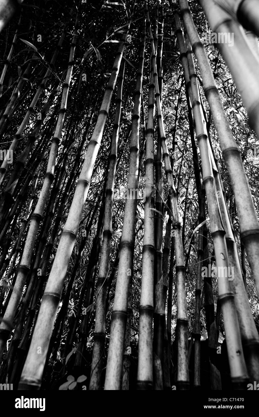 Bambusa, Bamboo canes, Black & white, Stock Photo