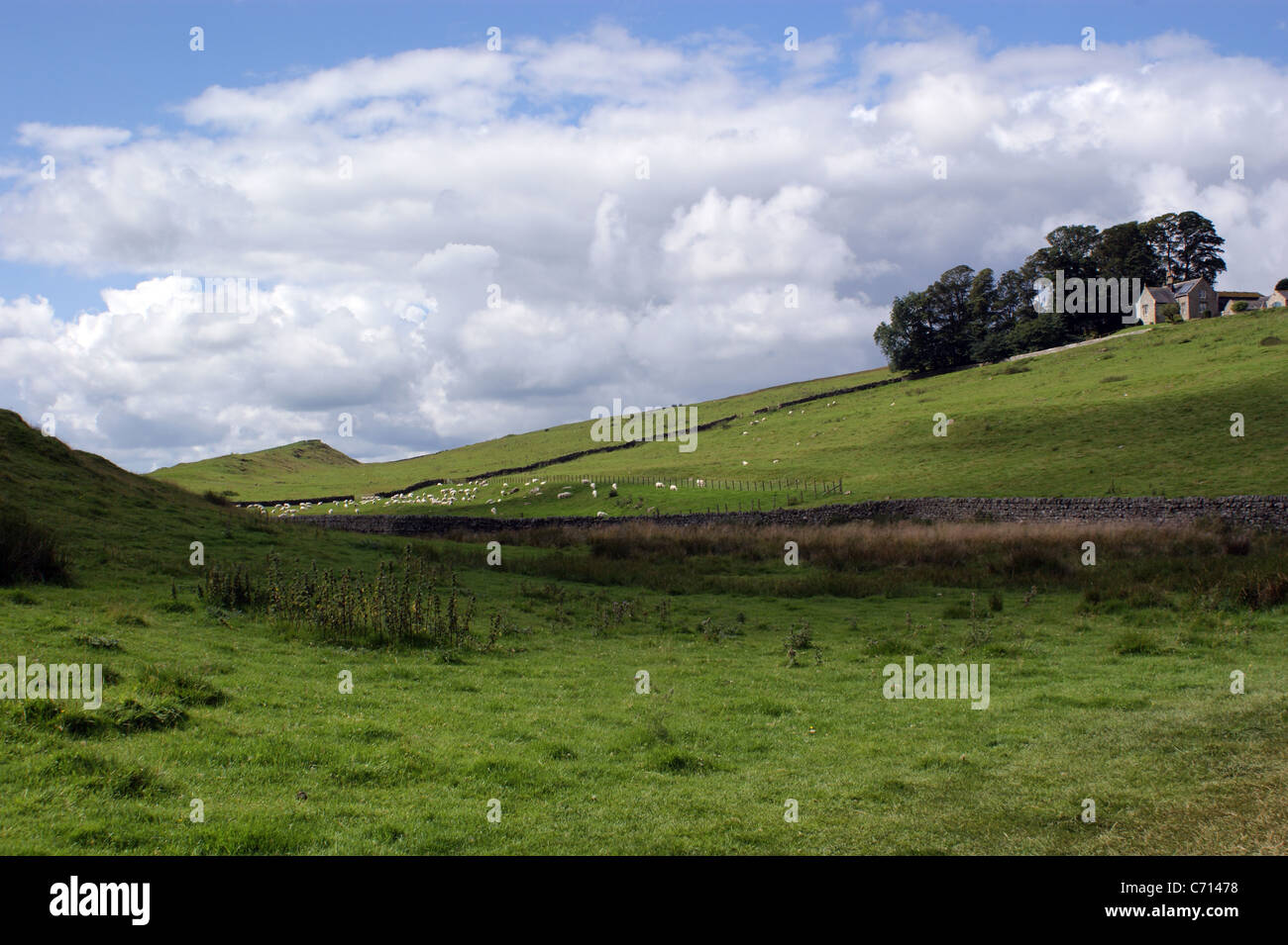LANDSCAPE SHEEP GRAZING IN THE ENGLISH COUNTRYSIDE NEAR HOUSETEADS NORTHUMBERLAND SUMMER Stock Photo