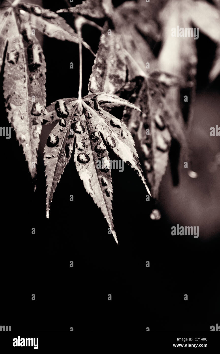 Acer palmatum, Japanese maple leaf with water moisture droplets, Black & white, Stock Photo