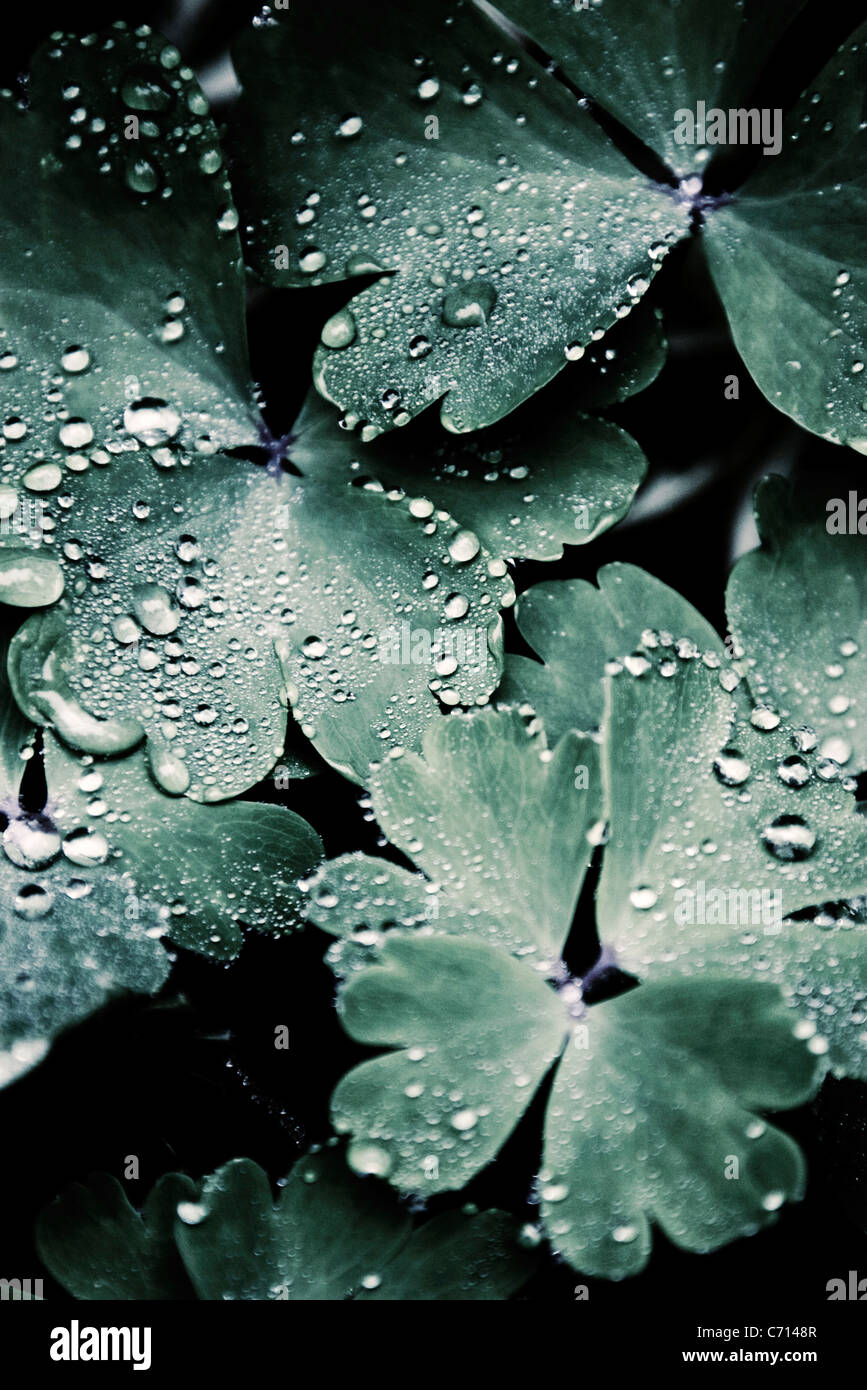 Aquilegia, Columbine, Green leaf subject, Water moisture on leaves Stock Photo