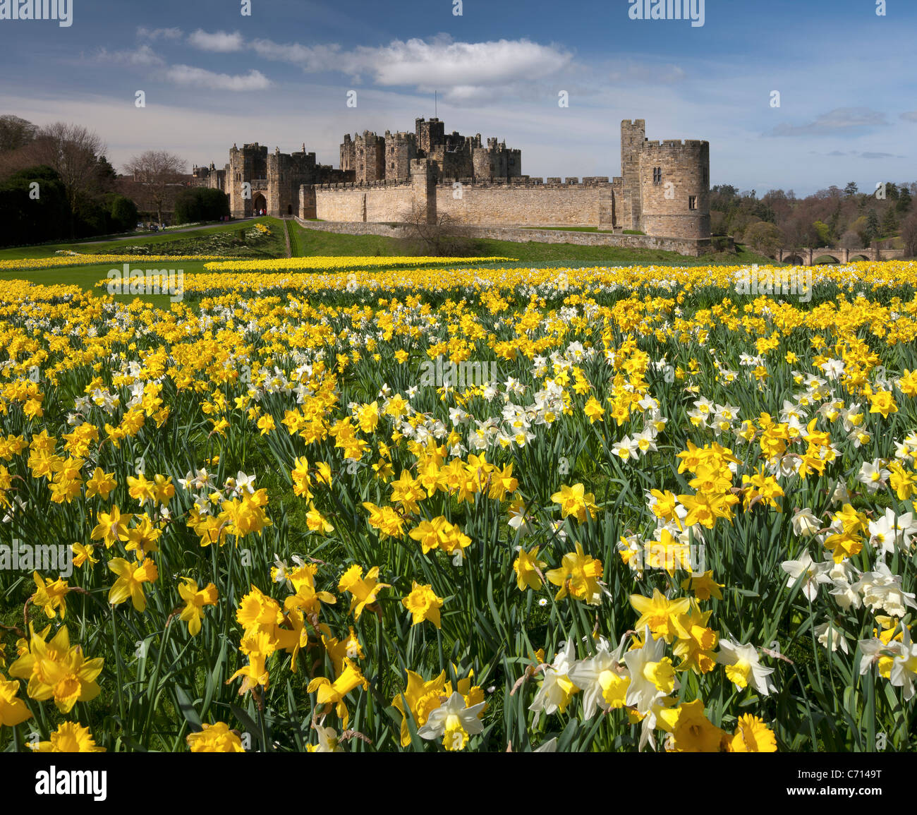 Alnwick Castle, Northumberland, in Spring with daffodils Stock Photo