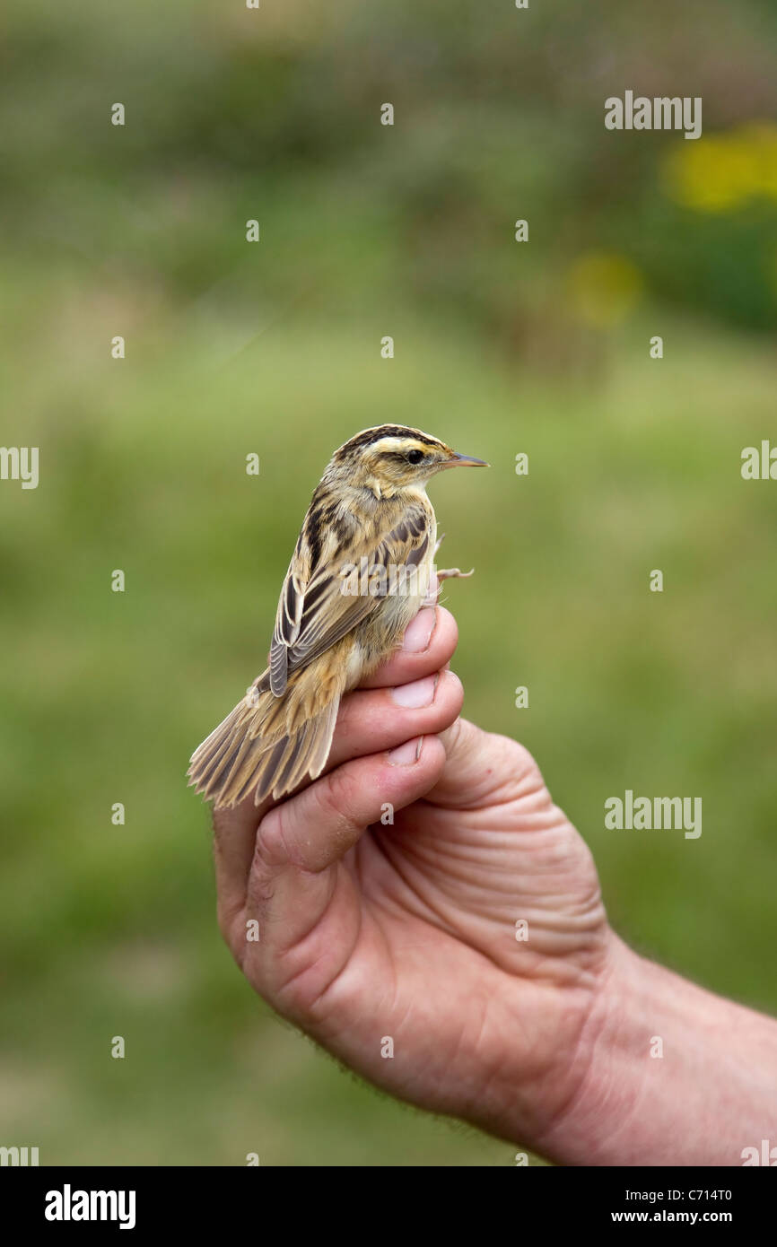 Warbler Ringing Aquatic Warbler Acrocephalus Paludicola in hand having been trapped for ...