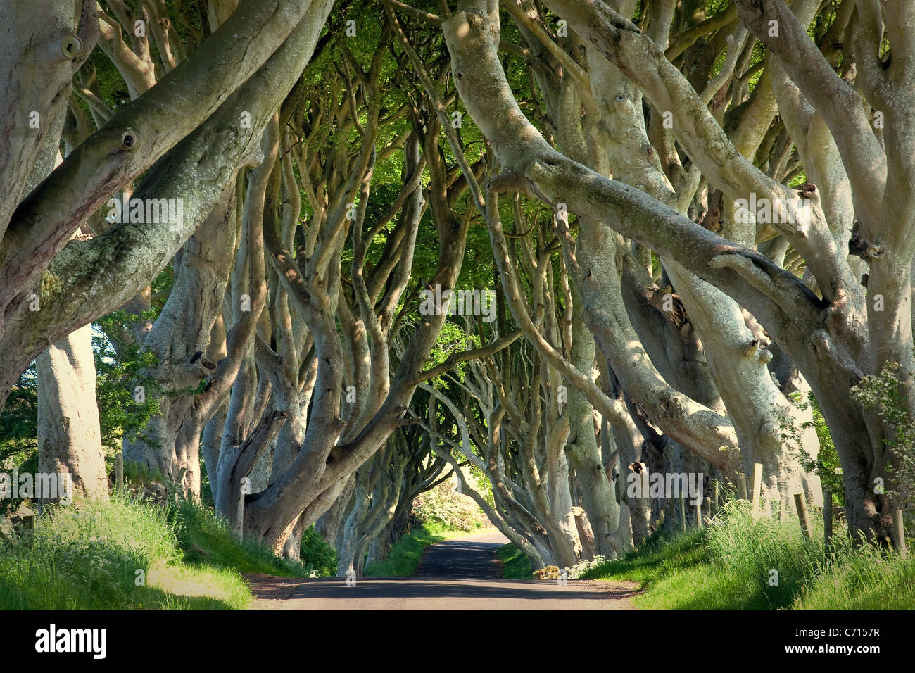 The Dark Hedges, County Antrim. Game of Thrones location Stock Photo