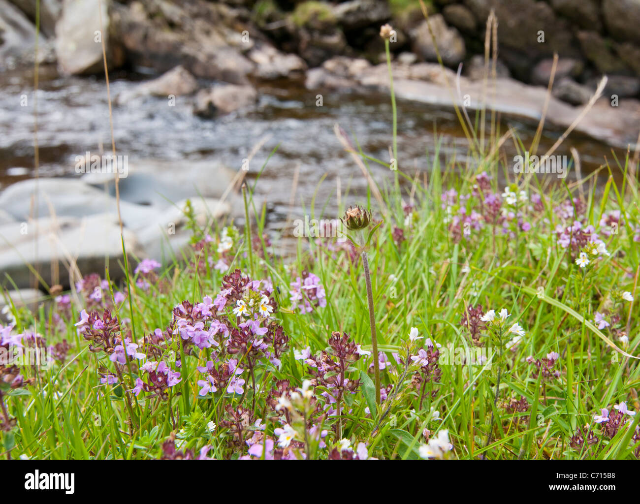 Wild thyme (Thymus praecox) by Gameshope Burn near Talla Water Scottish Borders Stock Photo