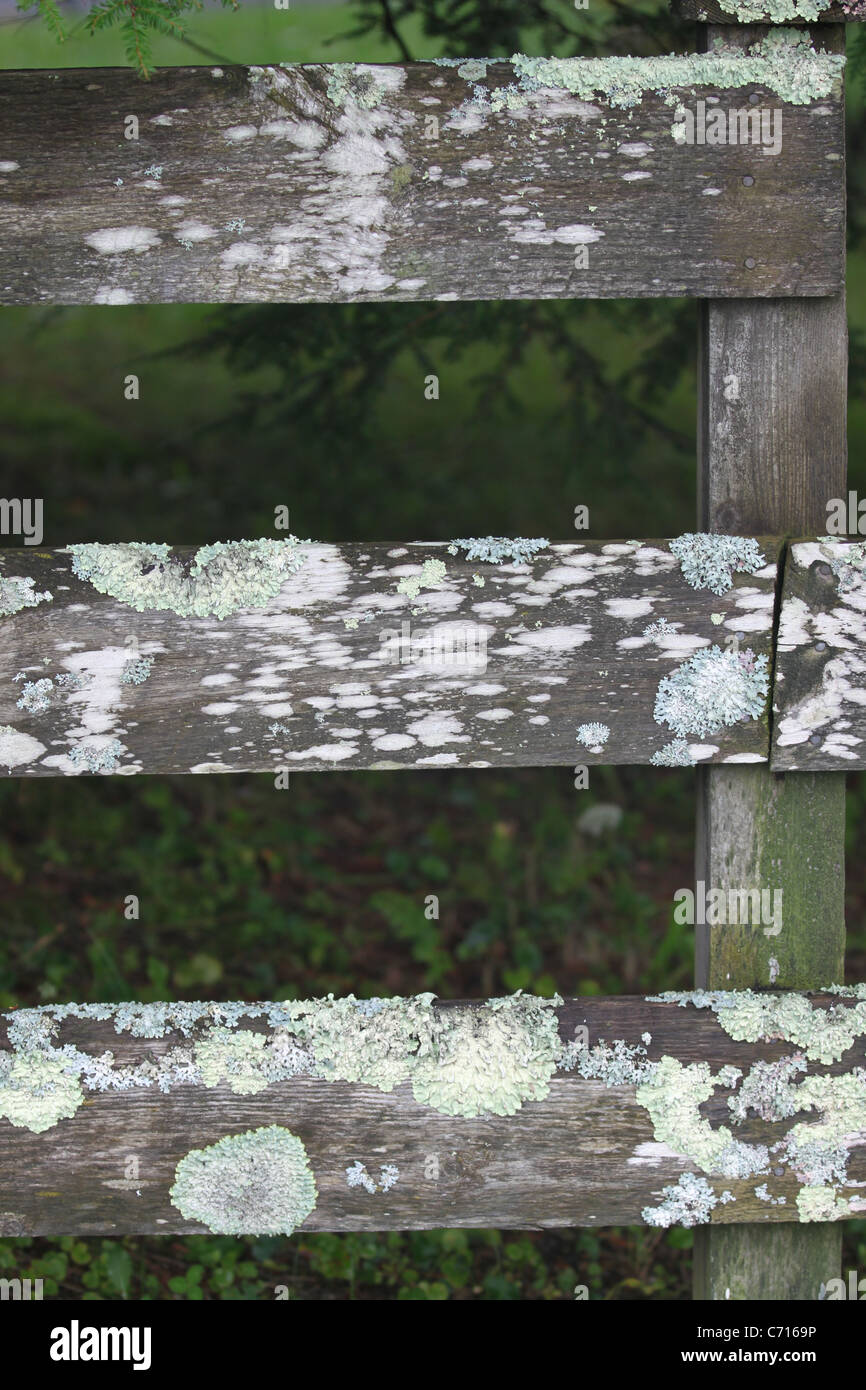 Weathered Fence With Moss On Boards Stock Photo Alamy