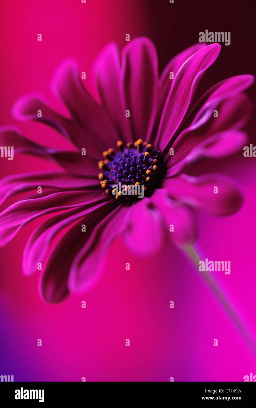 Osteospermum, Single Cape daisy, Purple flower subject, Purple background Stock Photo