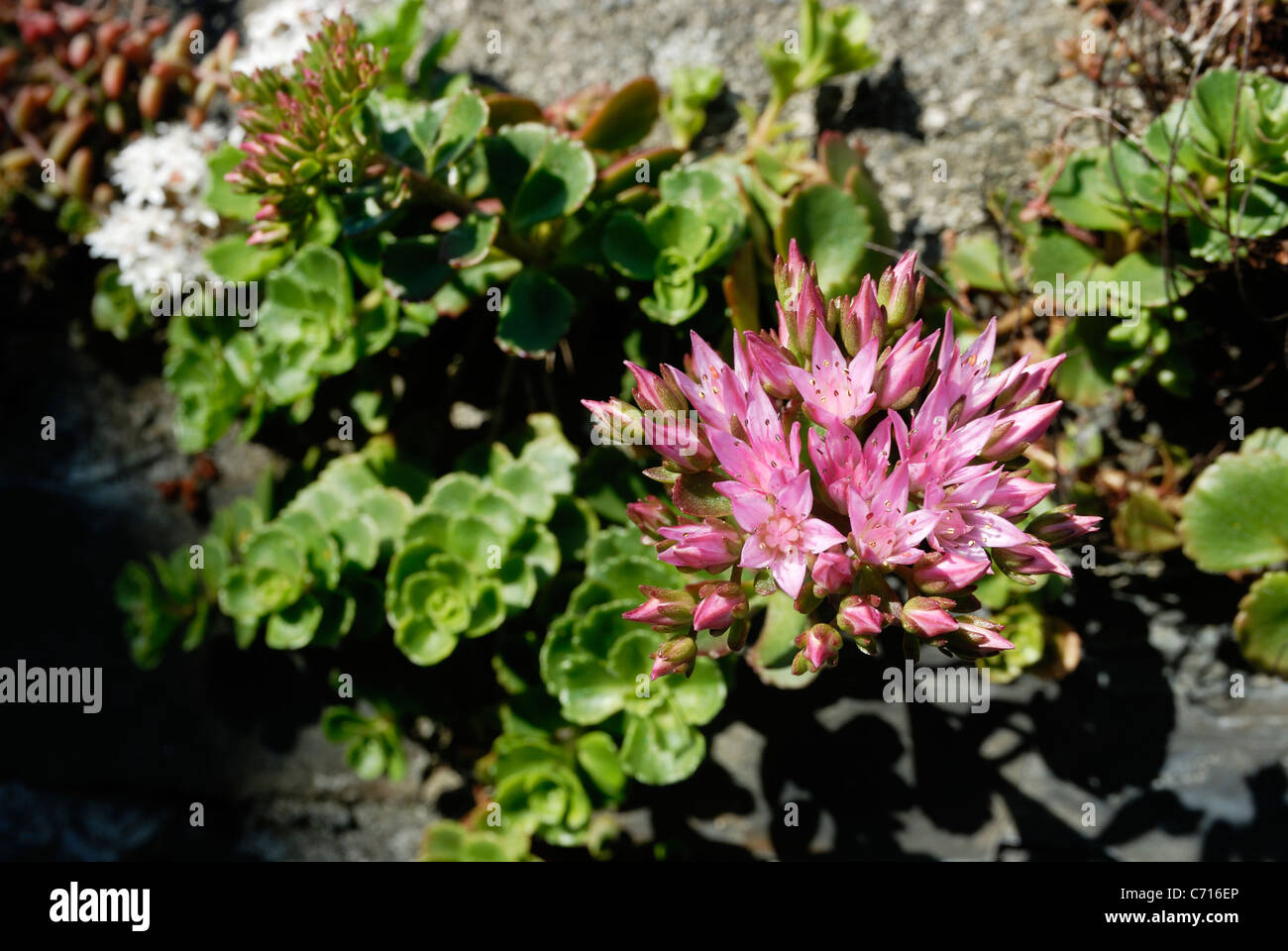 Sedum spurium, Caucasian Stonecrop, growing wild in a garden wall, Wales. Stock Photo